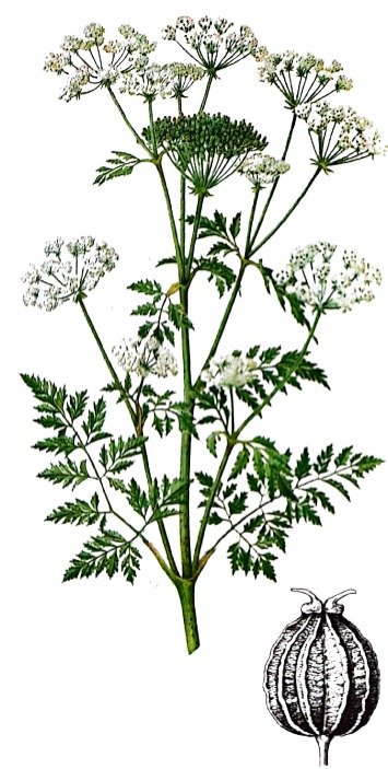 Ciguë officinale 